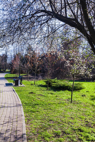 Spring landscape. Lawns, walkway and flowering tree in the park.