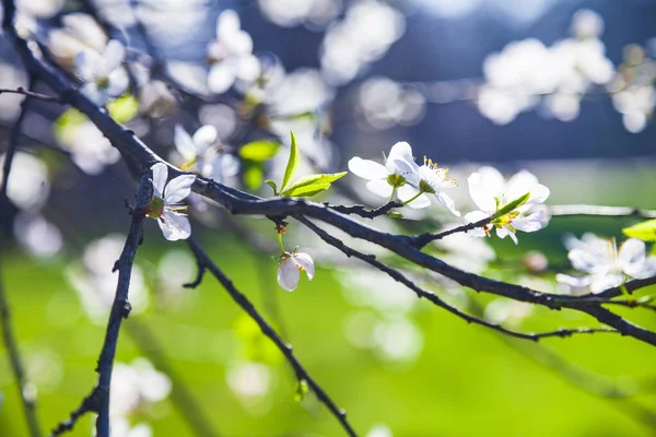 Blommande Trädgren Ren Vackert Landskap Blommor Närbild — Stockfoto