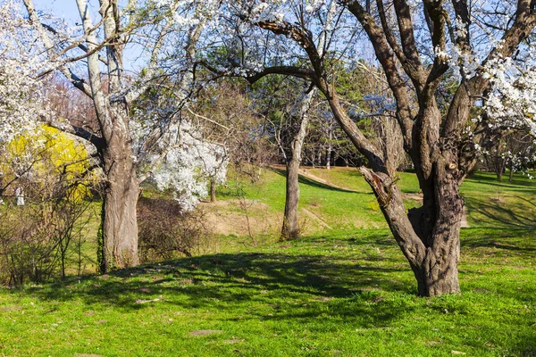 Spring Landscape Lawn Blooming Cherries Park — Stock Photo, Image