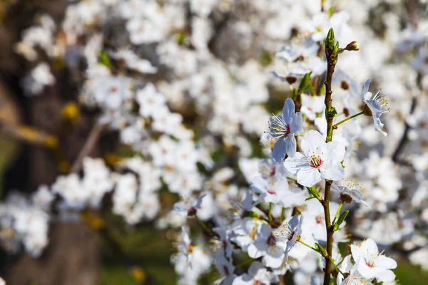 Blommande Trädgren Ren Vackert Landskap Blommor Närbild — Stockfoto