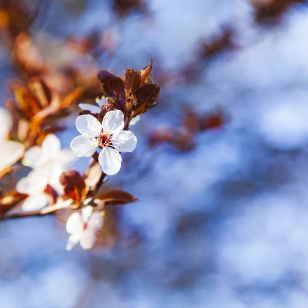 꽃피는 나무가지 아름다운 풍경이야 클로즈업 — 스톡 사진