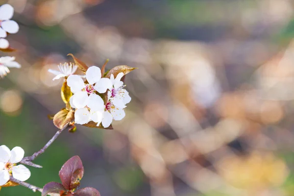 Bloeiende Boomtak Het Voorjaar Prachtig Landschap Bloemen Close — Stockfoto