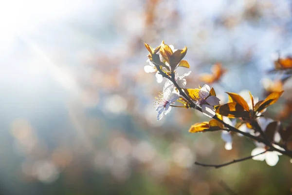 Ramo Albero Fiorito Primavera Bellissimo Paesaggio Fiori Primo Piano — Foto Stock