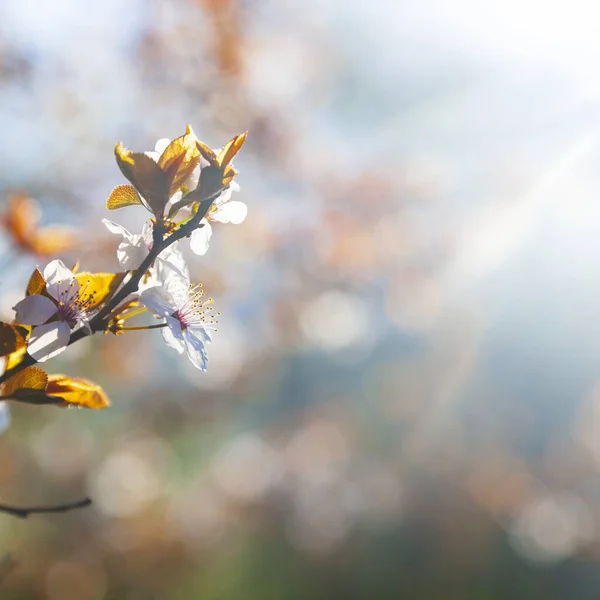 Blommande Trädgren Ren Vackert Landskap Blommor Närbild — Stockfoto