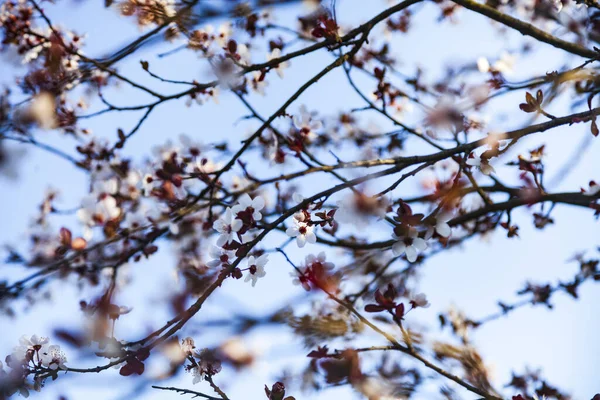 Ramo Albero Fiorito Primavera Bellissimo Paesaggio Fiori Primo Piano — Foto Stock
