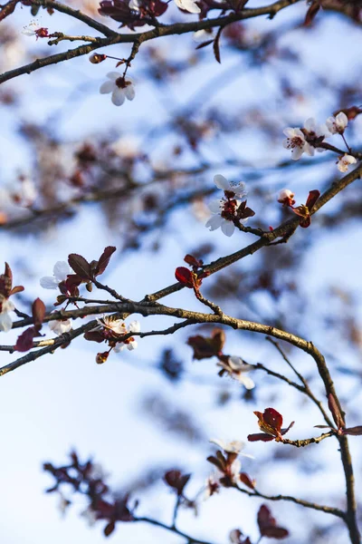 Ramo Albero Fiorito Primavera Bellissimo Paesaggio Fiori Primo Piano — Foto Stock