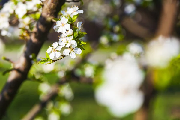 Blommande Trädgren Ren Vackert Landskap Blommor Närbild — Stockfoto