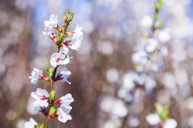 Bahar parkında çiçek açan beyaz çalı. Güneşli bir gün.