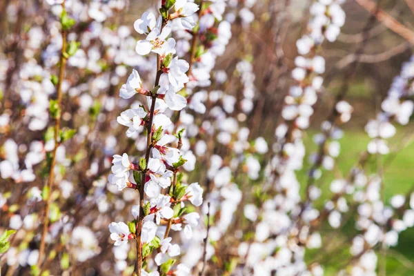 Blommande Vit Buske Vårpark Solig Dag — Stockfoto