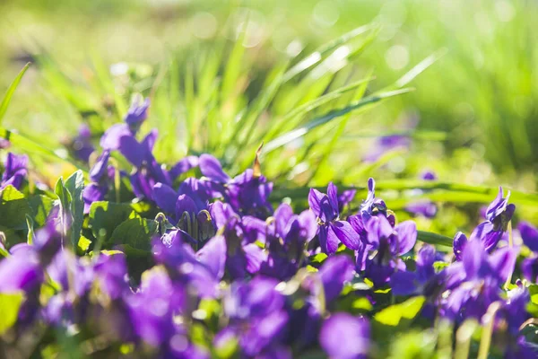 Flieder Blüht Gras Einem Frühlingspark Nahaufnahme Veilchen Sonniger Frühlingstag — Stockfoto