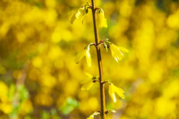 Blühender Gelber Strauch Einer Frühlingsparknahaufnahme Freesia — Stockfoto