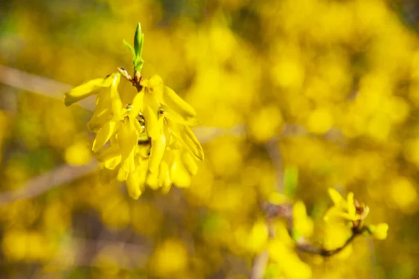 Bir Bahar Parkındaki Sarı Çalılık Yakın Plan Frezya — Stok fotoğraf