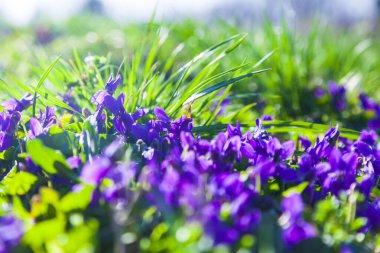 Bahar parkındaki çimlerde leylak çiçekleri, yakın plan. Menekşe. Bahar güneşli gün.