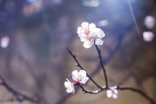 Blommande Trädgren Ren Vackert Landskap Blommor Närbild — Stockfoto