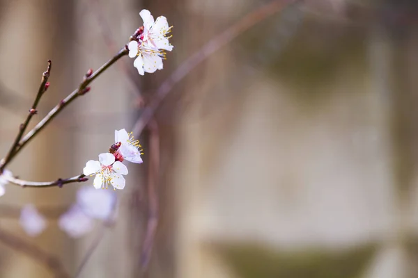 Bloeiende Boomtak Het Voorjaar Prachtig Landschap Bloemen Close — Stockfoto