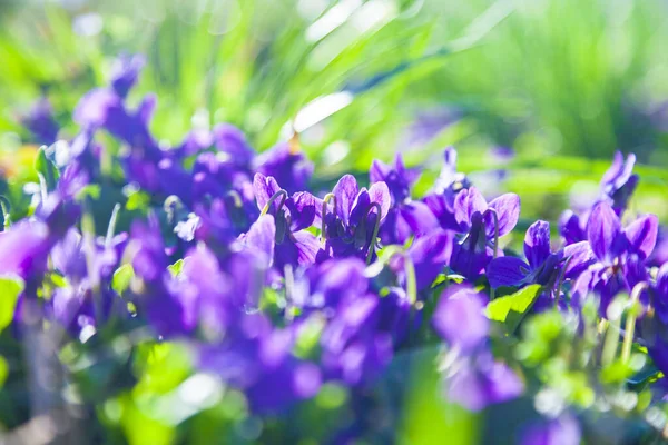 Flores Lila Hierba Parque Primavera Primer Plano Violetas Primavera Día —  Fotos de Stock