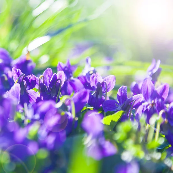 Lila Bloemen Het Gras Een Lentepark Close Viooltjes Zonnige Lentedag — Stockfoto