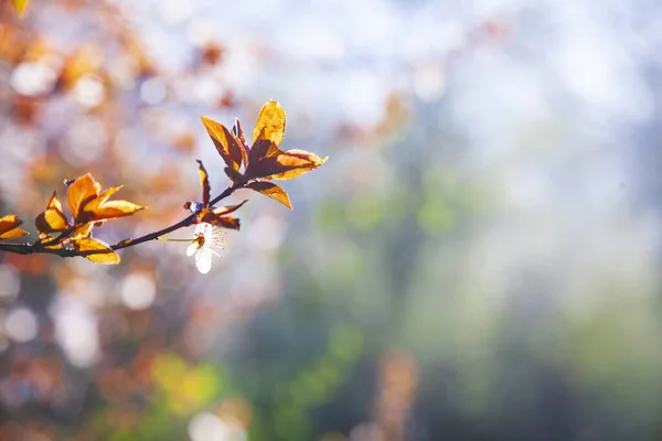 春天开花的树枝 美丽的风景 花卉特写 — 图库照片