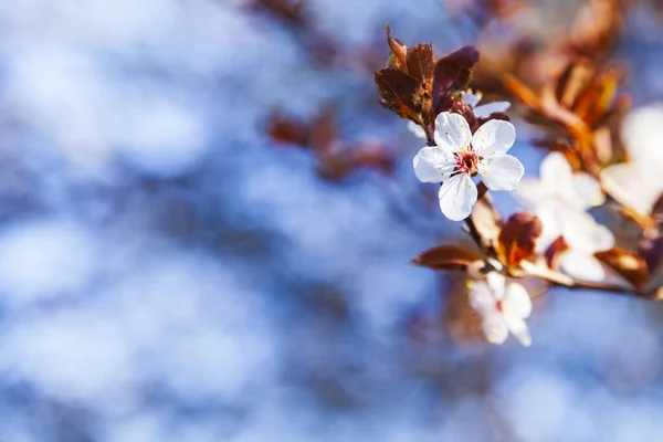 꽃피는 나무가지 아름다운 풍경이야 클로즈업 — 스톡 사진
