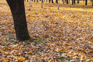 Güzel bir sonbahar parkı. Güzel sonbahar manzarası.