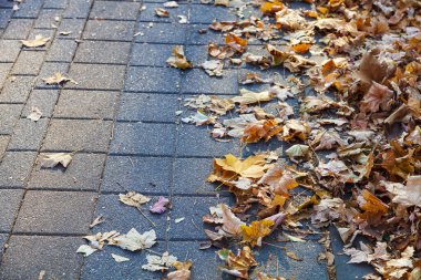 Düşmüş akçaağaç yaprakları parktaki bir geçitte. Sonbahar arkaplanı.