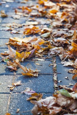 Düşmüş akçaağaç yaprakları parktaki bir geçitte. Sonbahar arkaplanı.