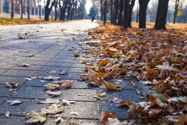 Düşmüş akçaağaç yaprakları parktaki bir geçitte. Sonbahar arkaplanı.