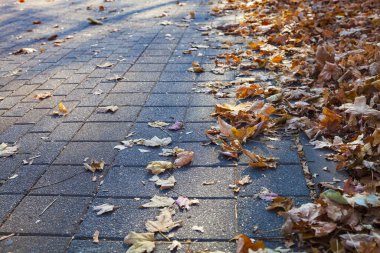 Düşmüş akçaağaç yaprakları parktaki bir geçitte. Sonbahar arkaplanı.