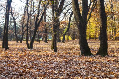 Güzel bir sonbahar parkı. Güzel sonbahar manzarası.