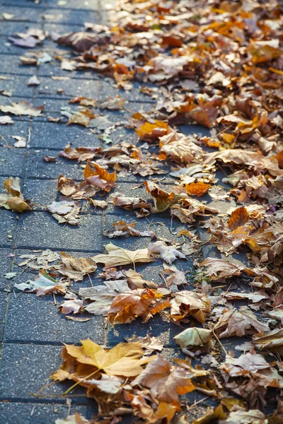 Fallen Maple Leaves Walkway Park Autumn Background — Stock Photo, Image