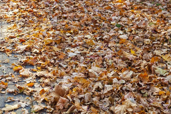 Fallen Maple Leaves Walkway Park Autumn Background — Stock Photo, Image
