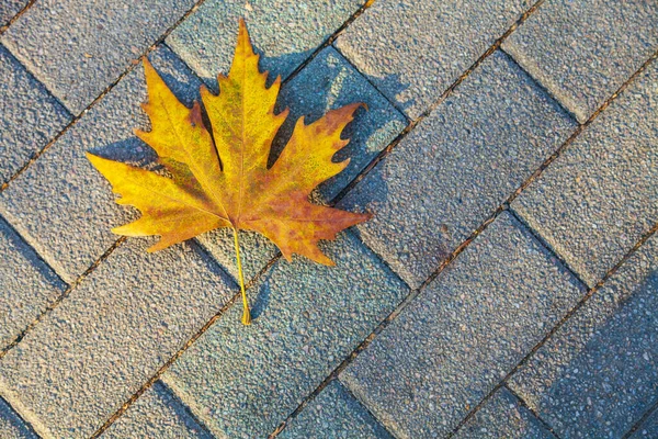 Прекрасный Осенний Парк Один Кленовый Лист Каменном Тротуаре Осенний Фон — стоковое фото