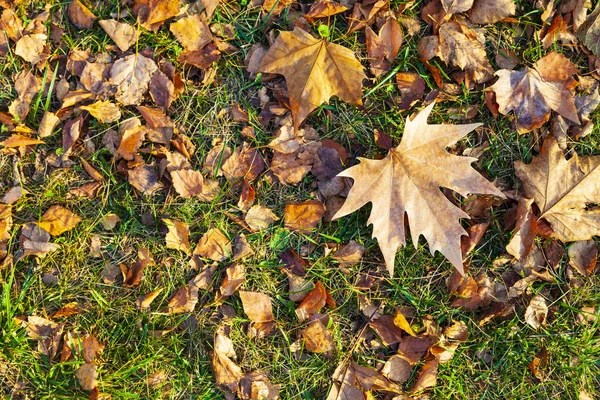 Umgestürzte Ahornblätter Auf Dem Rasen Hintergrund Herbst — Stockfoto