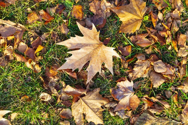 Umgestürzte Ahornblätter Auf Dem Rasen Hintergrund Herbst — Stockfoto