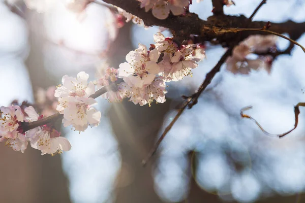 Blommande Aprikos Våren Vackert Landskap Blommor Närbild — Stockfoto