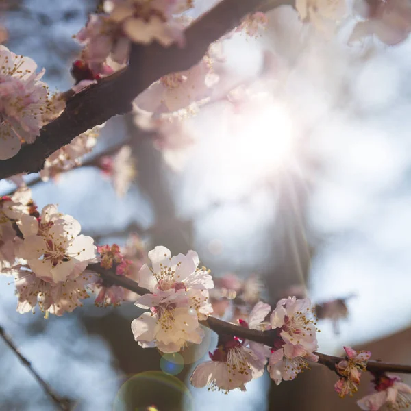 Blommande Aprikos Våren Vackert Landskap Blommor Närbild — Stockfoto