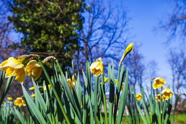 Gyönyörű Nárciszok Egy Tavaszi Parkban Napsütés — Stock Fotó