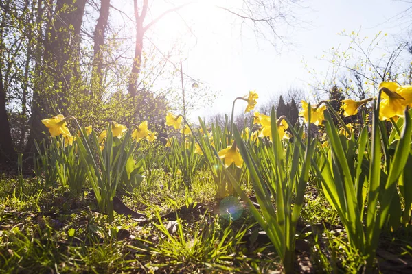 春天公园里美丽的水仙花 阳光灿烂 — 图库照片