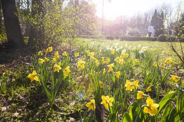 Beautiful Daffodils Spring Park Sunny Day — Stock Photo, Image