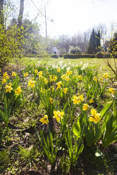 Gyönyörű Nárciszok Egy Tavaszi Parkban Napsütés — Stock Fotó