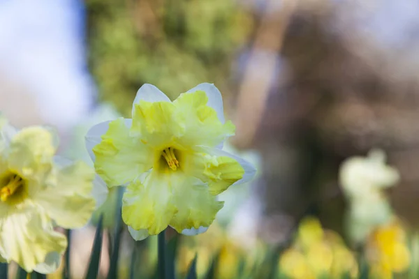 Beautiful Daffodils Spring Park Sunny Day — Stock Photo, Image