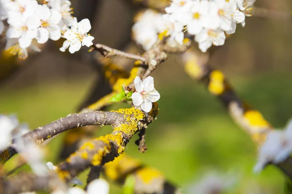 Blommande Körsbär Våren Vackert Landskap Blommor Närbild — Stockfoto