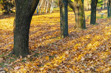 Güzel bir sonbahar parkı. Güzel sonbahar manzarası.