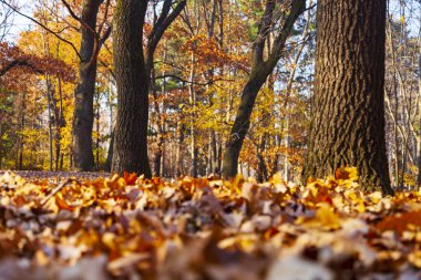 Güzel bir sonbahar parkı. Güzel sonbahar manzarası.