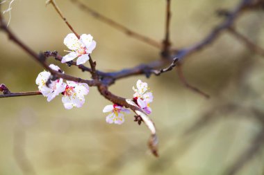 Baharda çiçek açan kayısı. Güzel manzara. Çiçekler yakın plan..