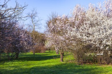 Bahar manzarası. Parkta çimenlik ve çiçek açan kirazlar.