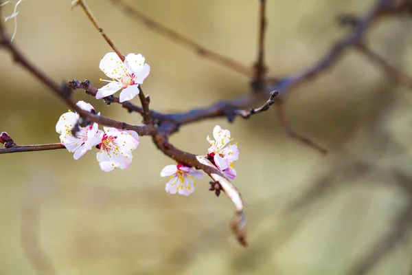 春天里盛开的杏树 美丽的风景 花卉特写 — 图库照片
