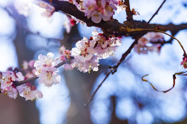 Bloeiende Abrikoos Het Voorjaar Prachtig Landschap Bloemen Close — Stockfoto