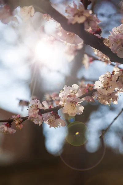 Blommande Aprikos Våren Vackert Landskap Blommor Närbild — Stockfoto