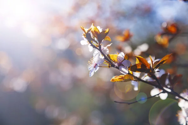 Wiosną Kwitnąca Gałąź Drzewa Piękny Krajobraz Kwiaty Zbliżenie — Zdjęcie stockowe